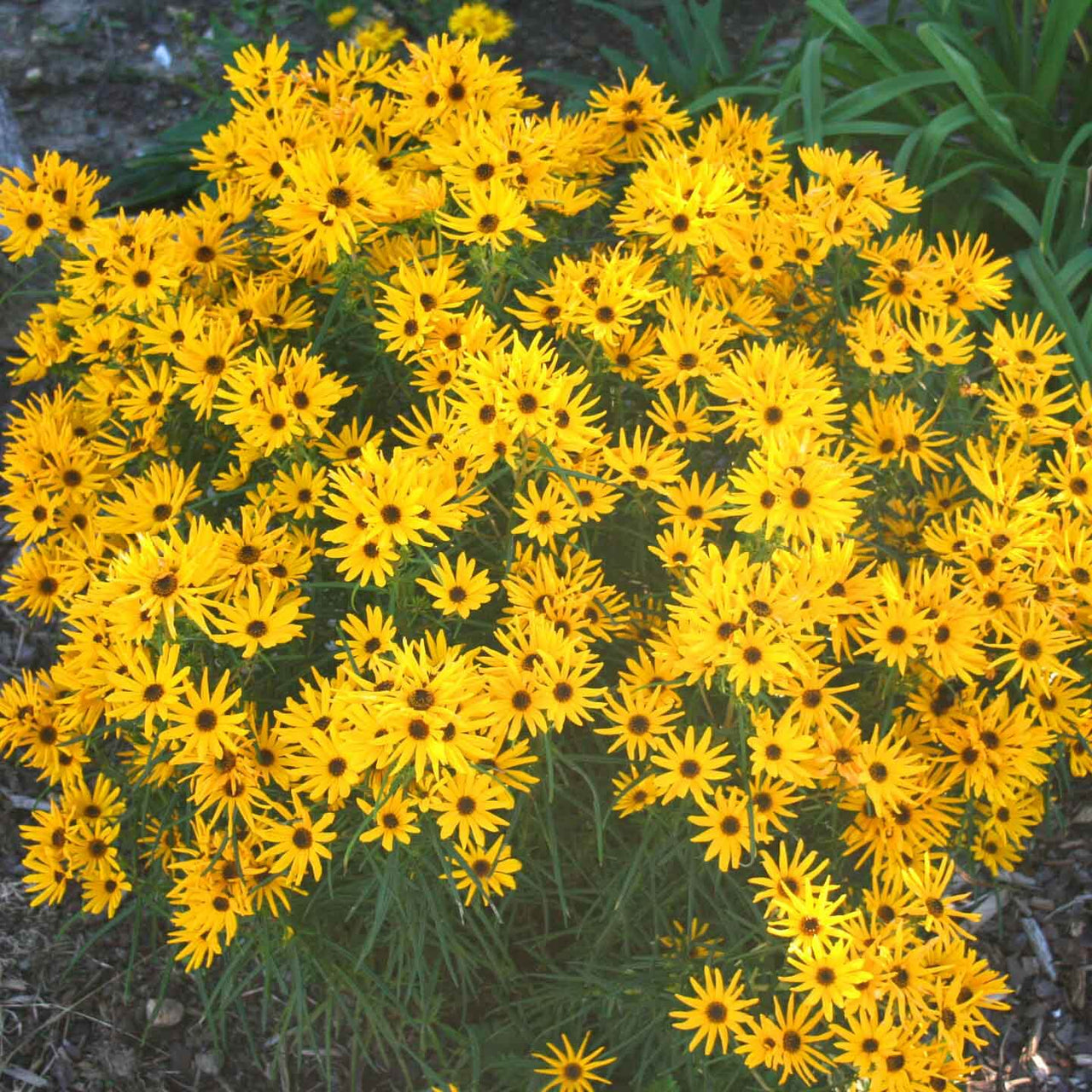 Helianthus salicifolius Low Down Sunflower for sale 