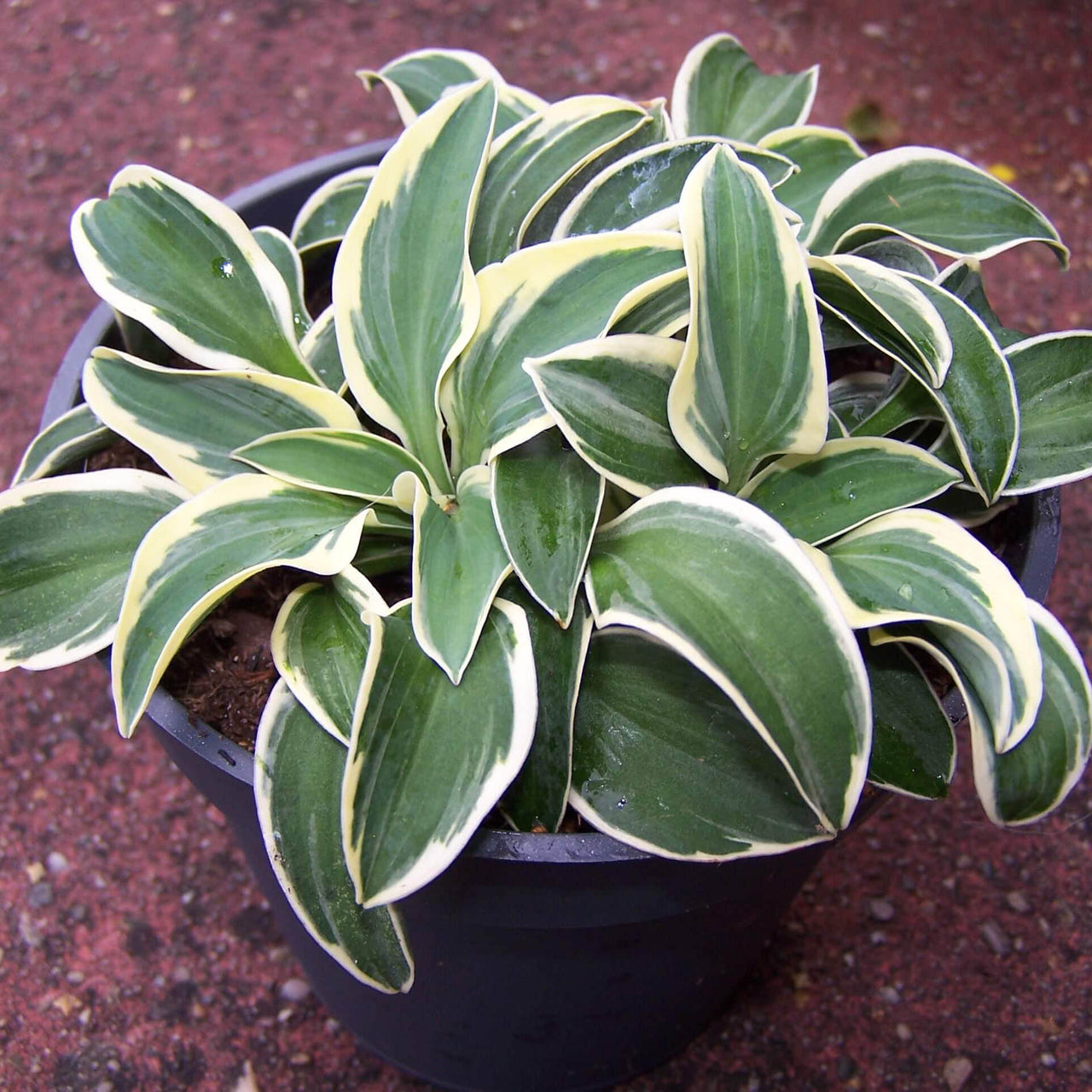 Hosta 'Funny Mouse' Plantain Lily