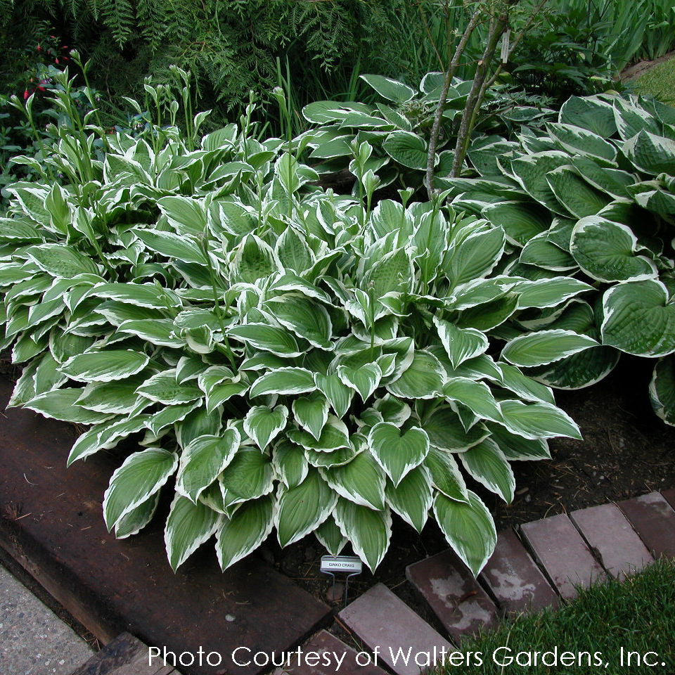 Hosta 'Ginko Craig' Plantain Lily