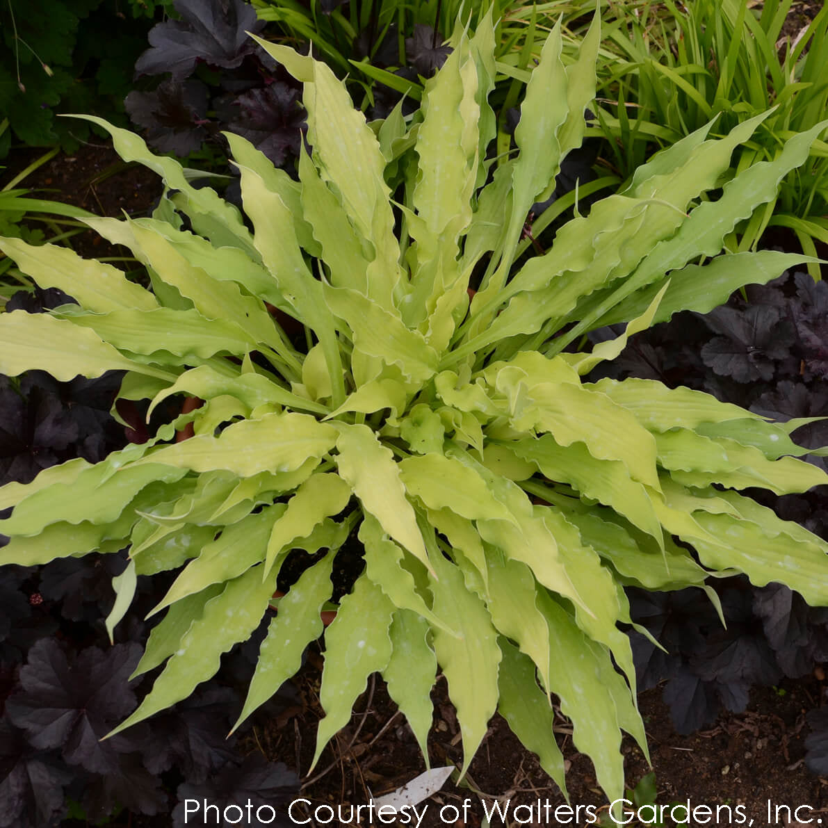 Hosta Wiggles and Squiggles Plantain Lily