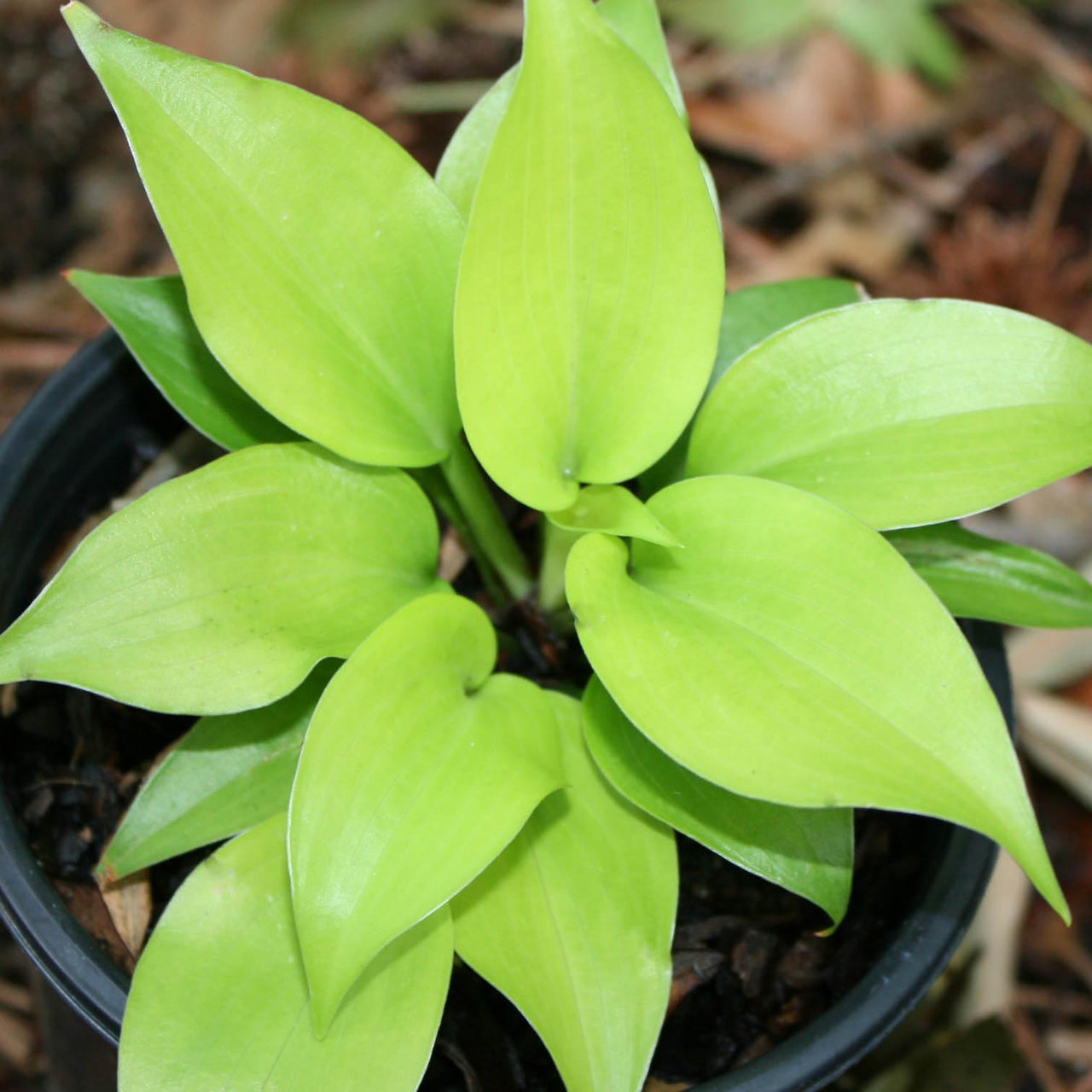 Hosta 'Appletini' Plantain Lily