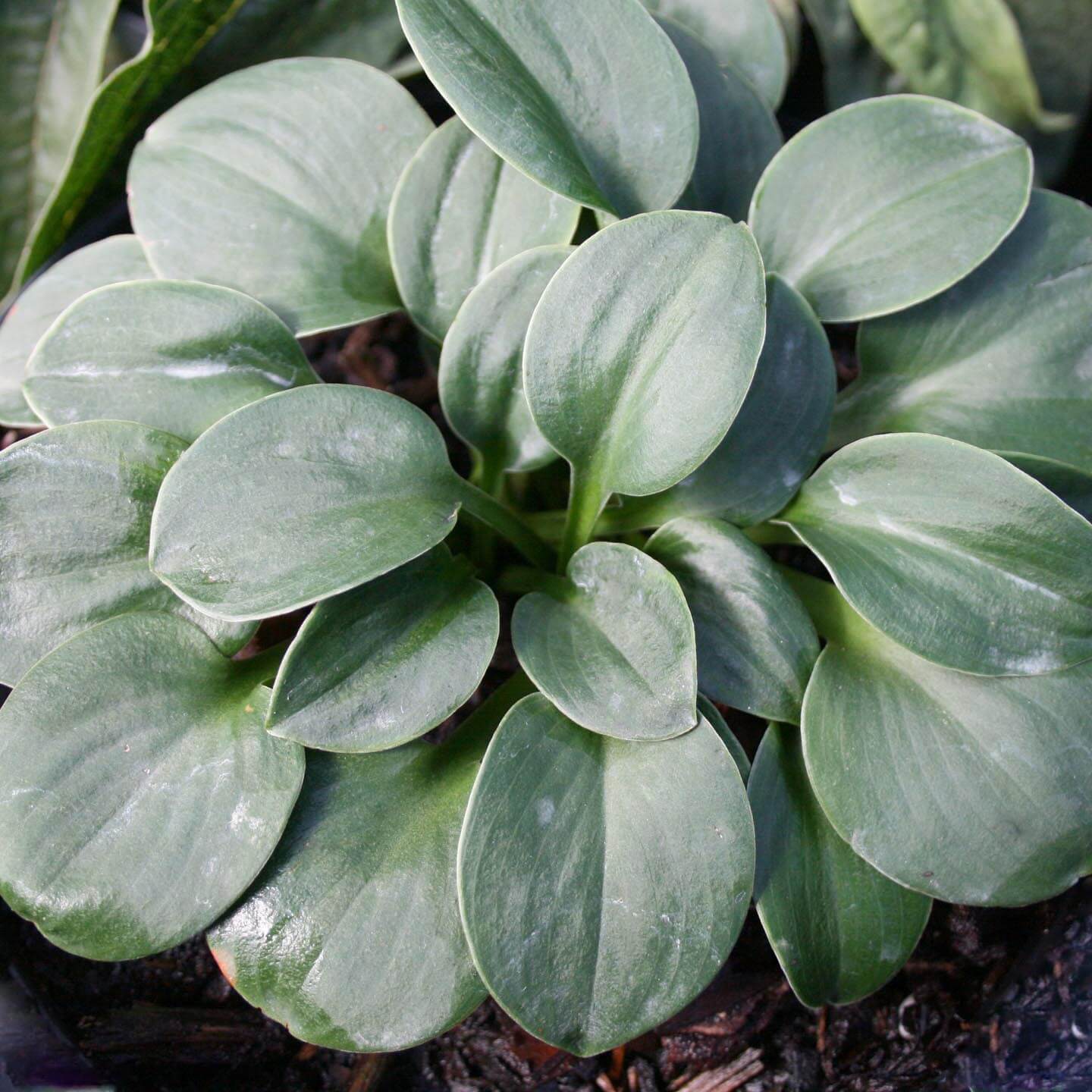 Hosta Blue Mouse Ears Plantain Lily for sale