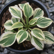 Hosta Cameo Plantain Lily for sale