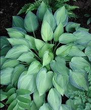 Hosta June Plantain Lily for sale 