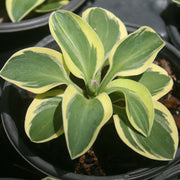 Hosta Mighty Mouse Plantain Lily for sale