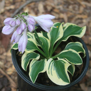 Hosta Mini Skirt Plantain Lily for sale