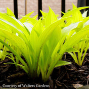 Hosta Munchkin Fire Plantain Lily for sale 