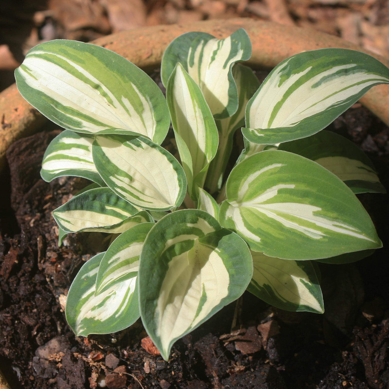 Hosta Pandora's Box Plantain Lily for sale