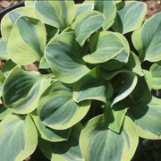 Hosta School Mouse Plantain Lily