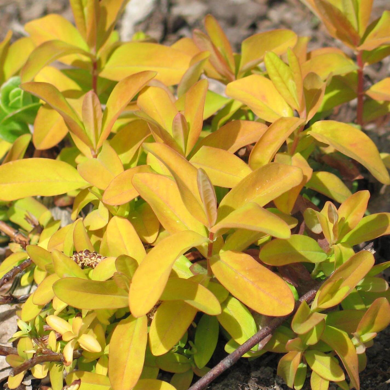 Hypericum calycinum Brigadoon St. John's Wort for sale 