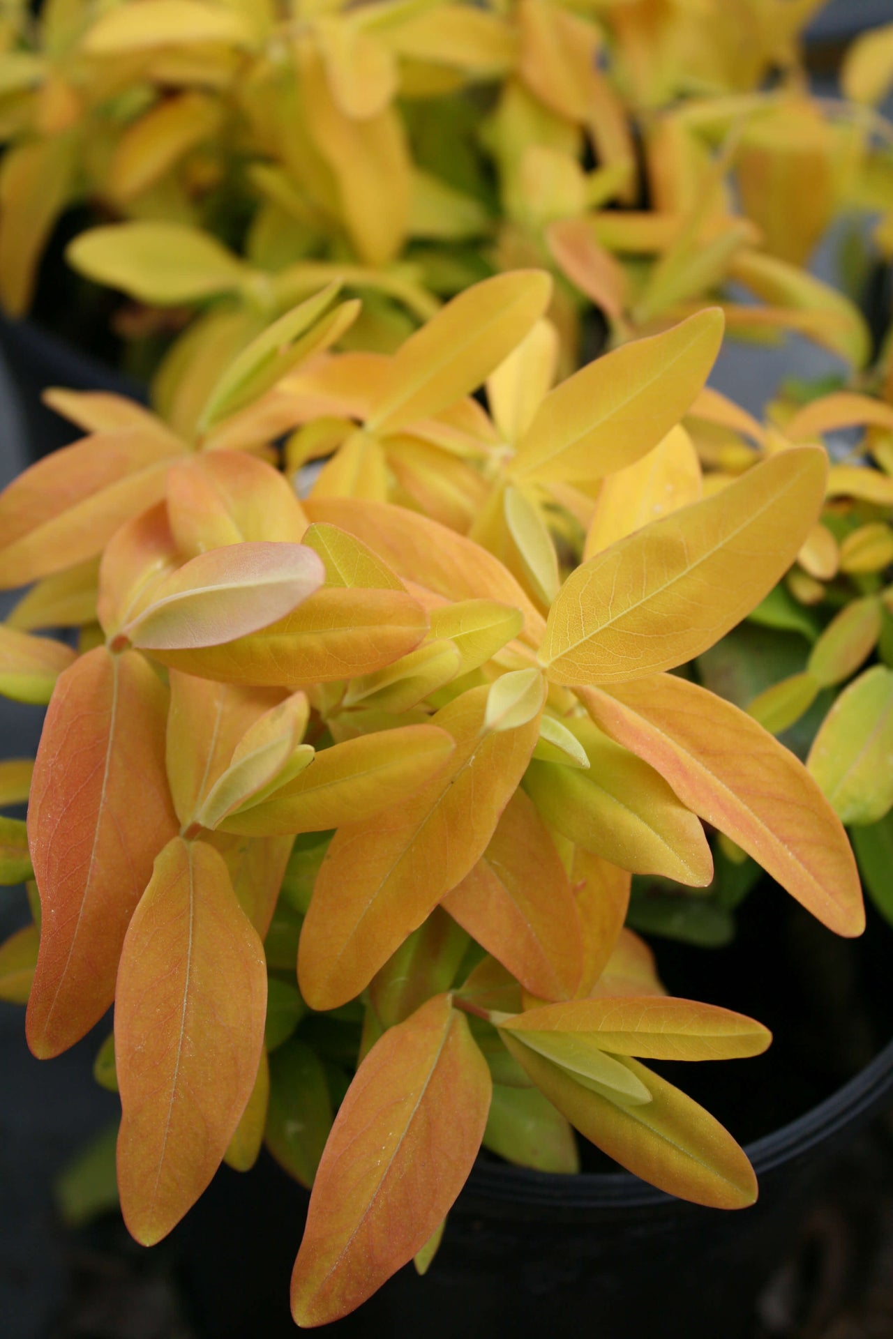 Hypericum calycinum Brigadoon St. John's Wort for sale 