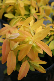 Hypericum calycinum Brigadoon St. John's Wort for sale 