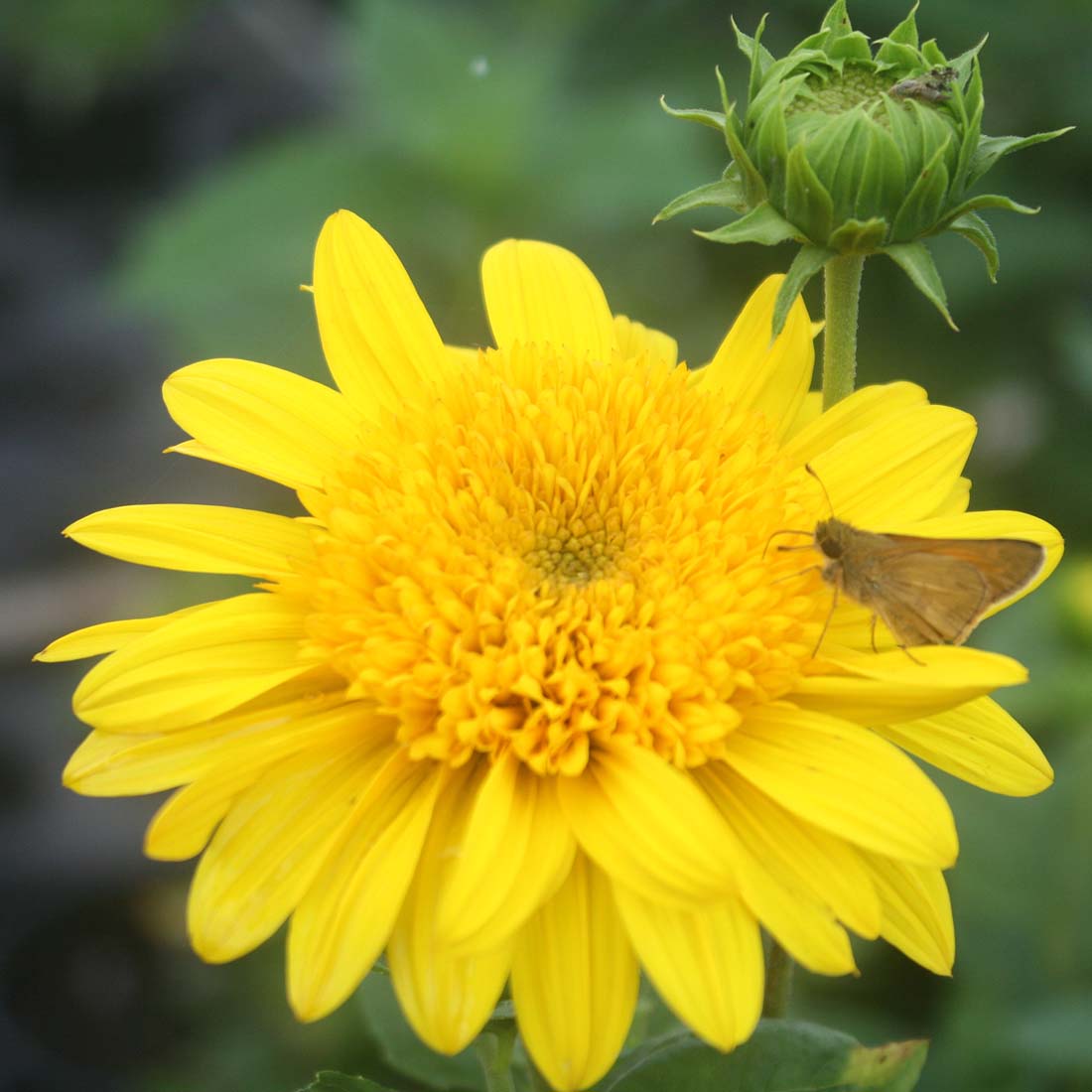 Helianthus 'Happy Days' Sunflower