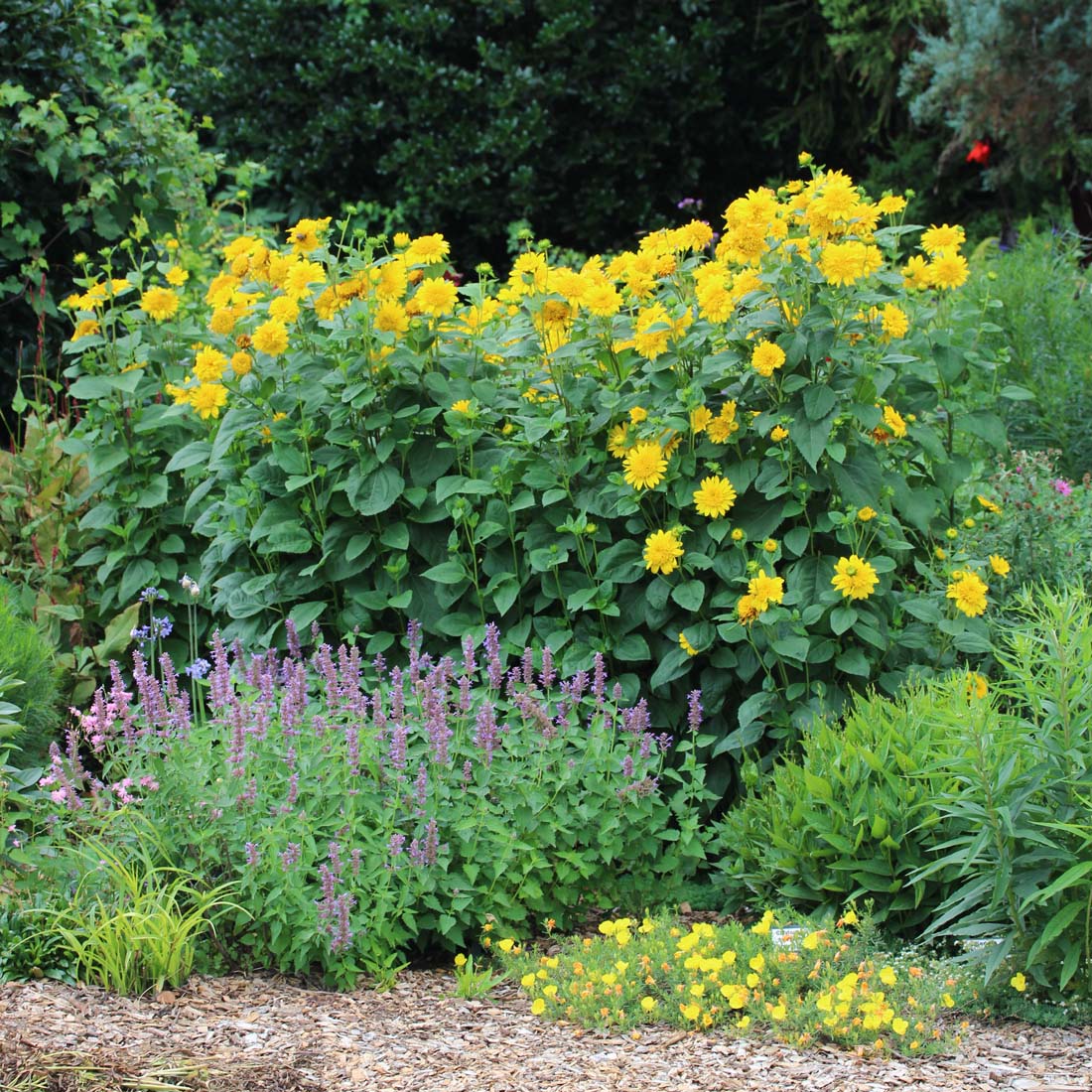 Helianthus 'Happy Days' Sunflower