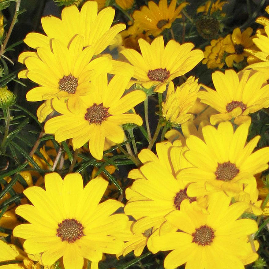 Helianthus 'Autumn Gold' Willowleaf Sunflower