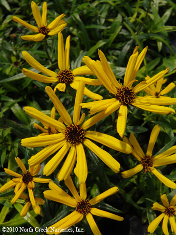 Helianthus salicifolius Low Down Sunflower for sale 