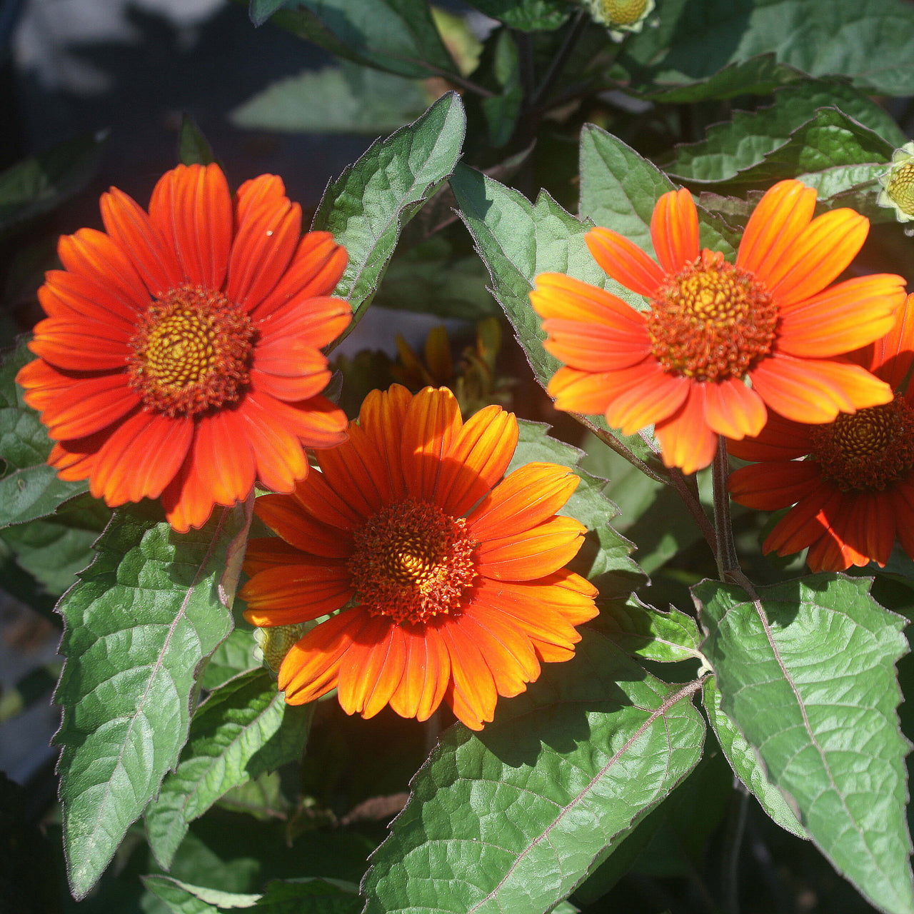 Heliopsis scabra 'Bleeding Hearts' Smooth Ox-Eye Daisy