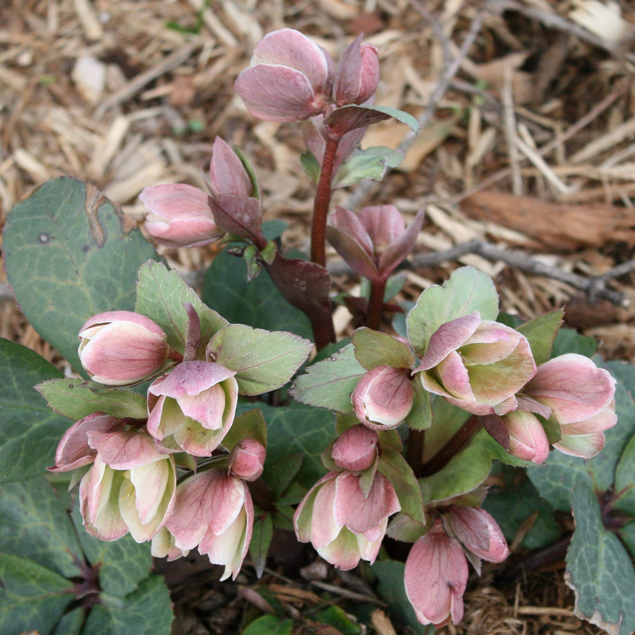 Helleborus x nigersmithii 'Ivory Prince' Lenten Rose