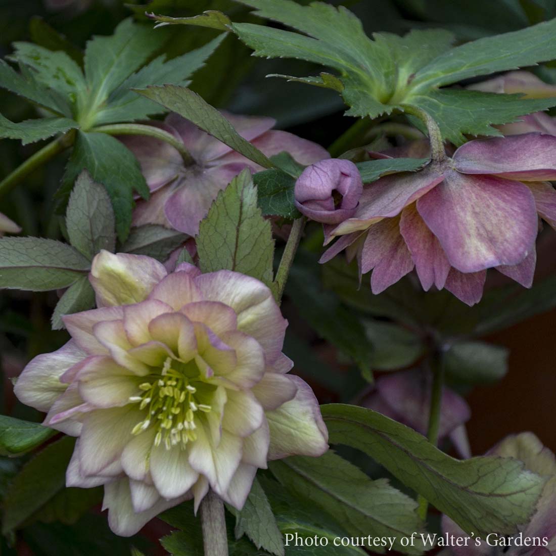 Helleborus 'Mother of Bride' Lenten Rose