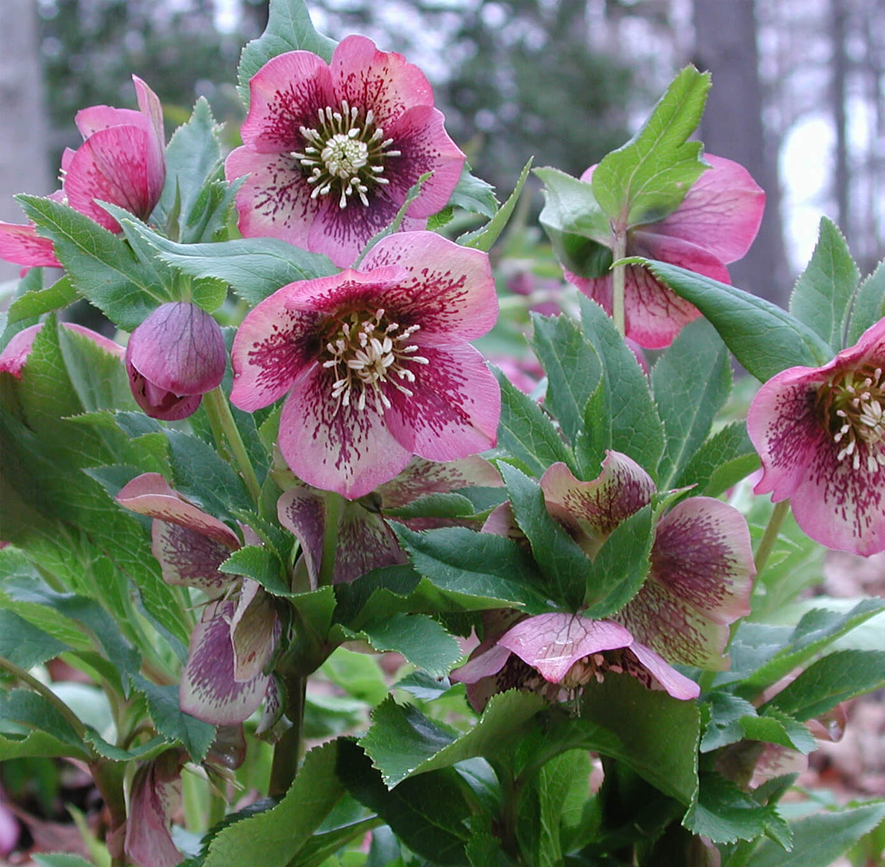 Helleborus 'Pine Knot Strain' Lenten Rose