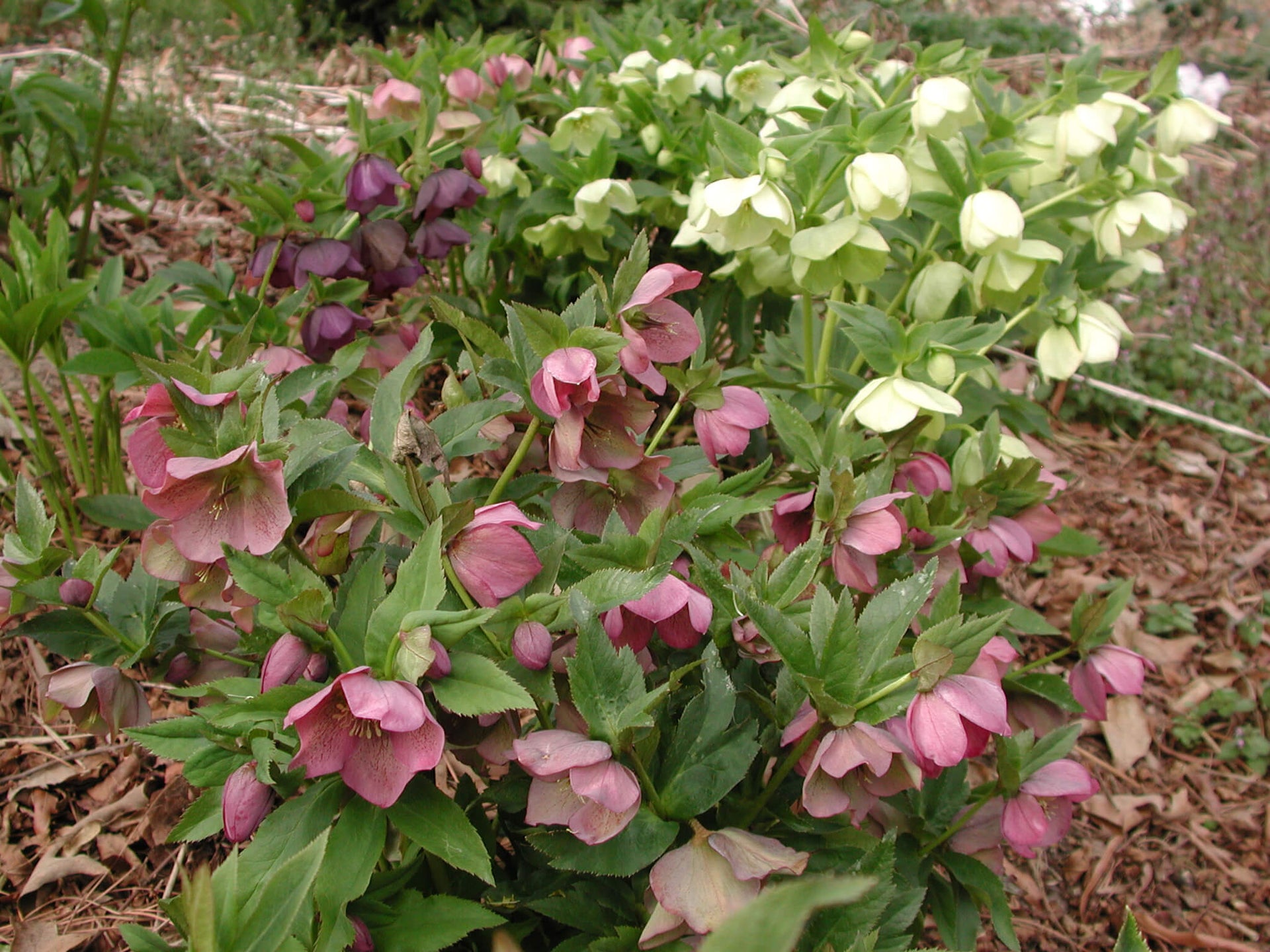 Helleborus Wedding Party® 'Wedding Bells