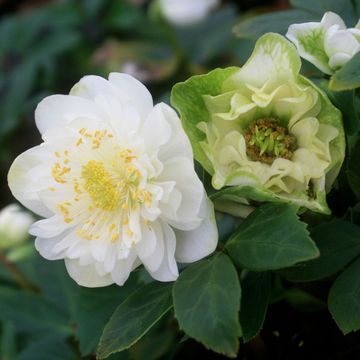 Helleborus niger 'Snowbells'