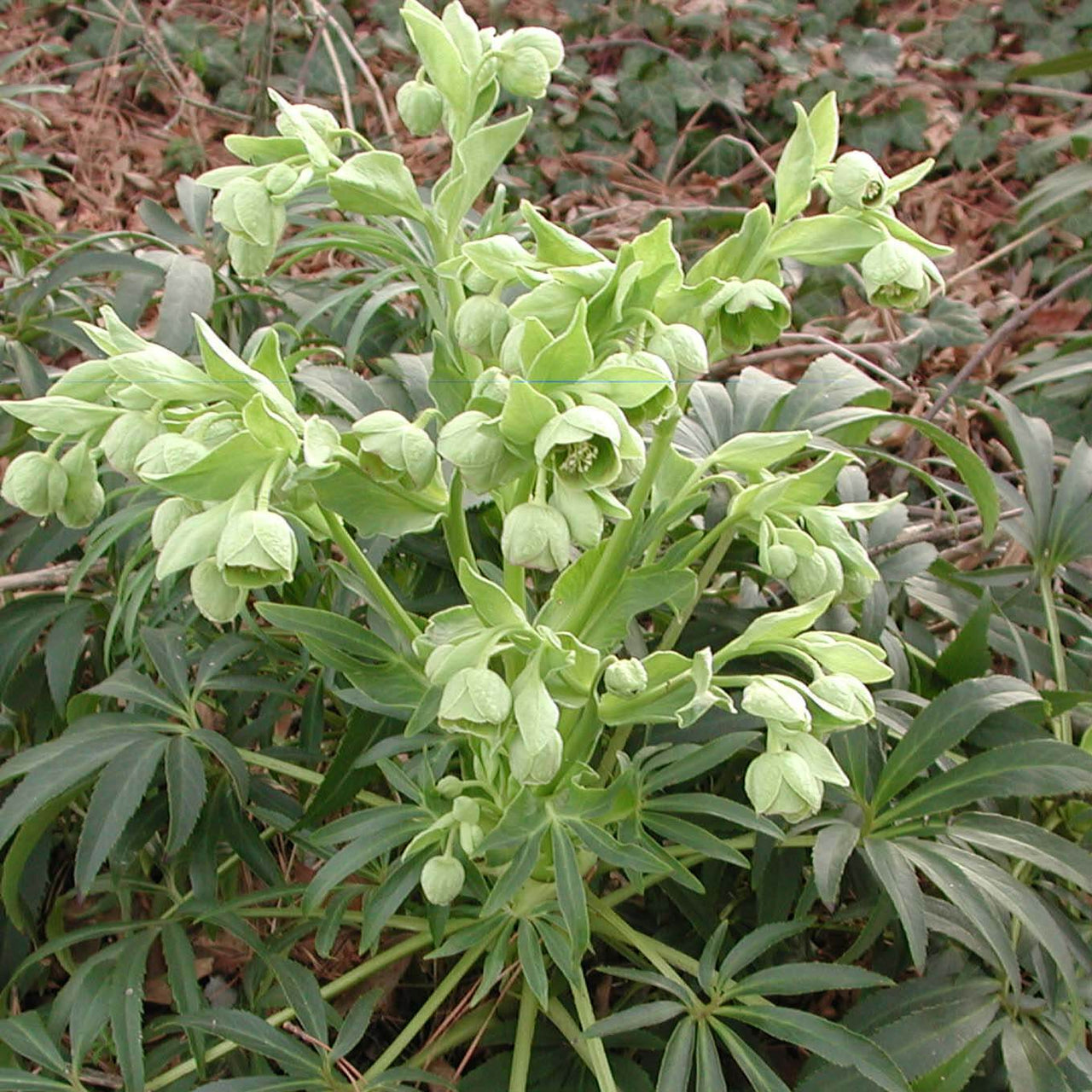 Helleborus foetidus -  Stinking Hellebore