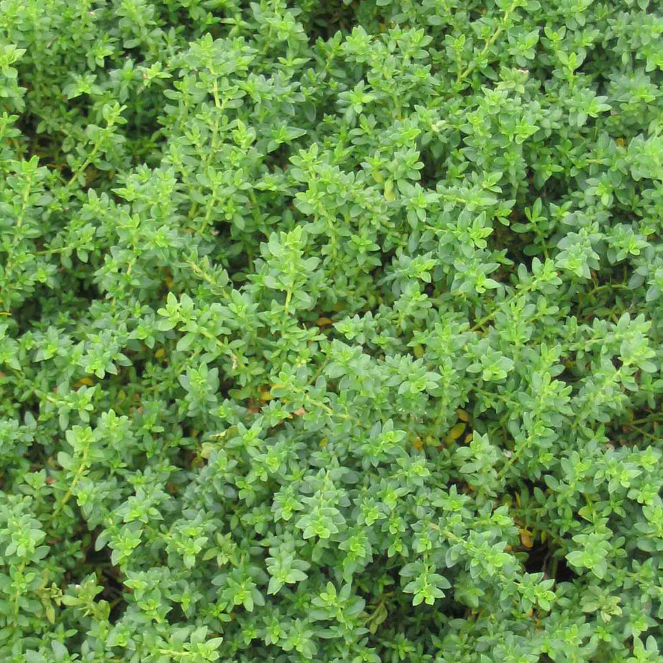 Herniaria glabra Green Carpet Rupturewort for Sale | Rare Roots