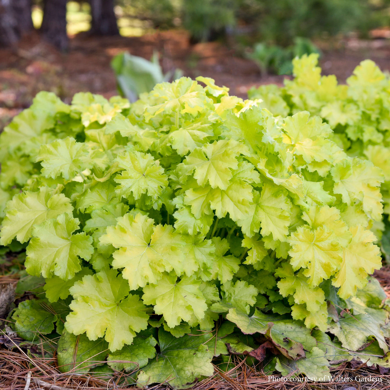 Heuchera 'Lemon Love' Coral Bells