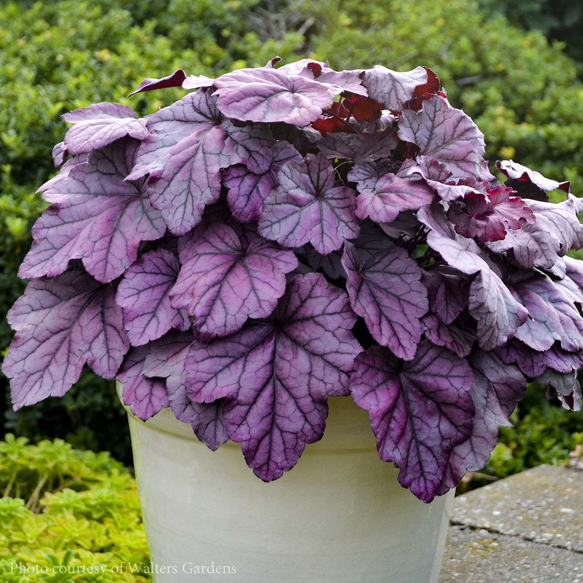 Heuchera 'Pink Panther' Coral Bells