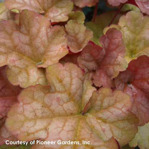 Heuchera Pinot Gris Coral Bells for sale