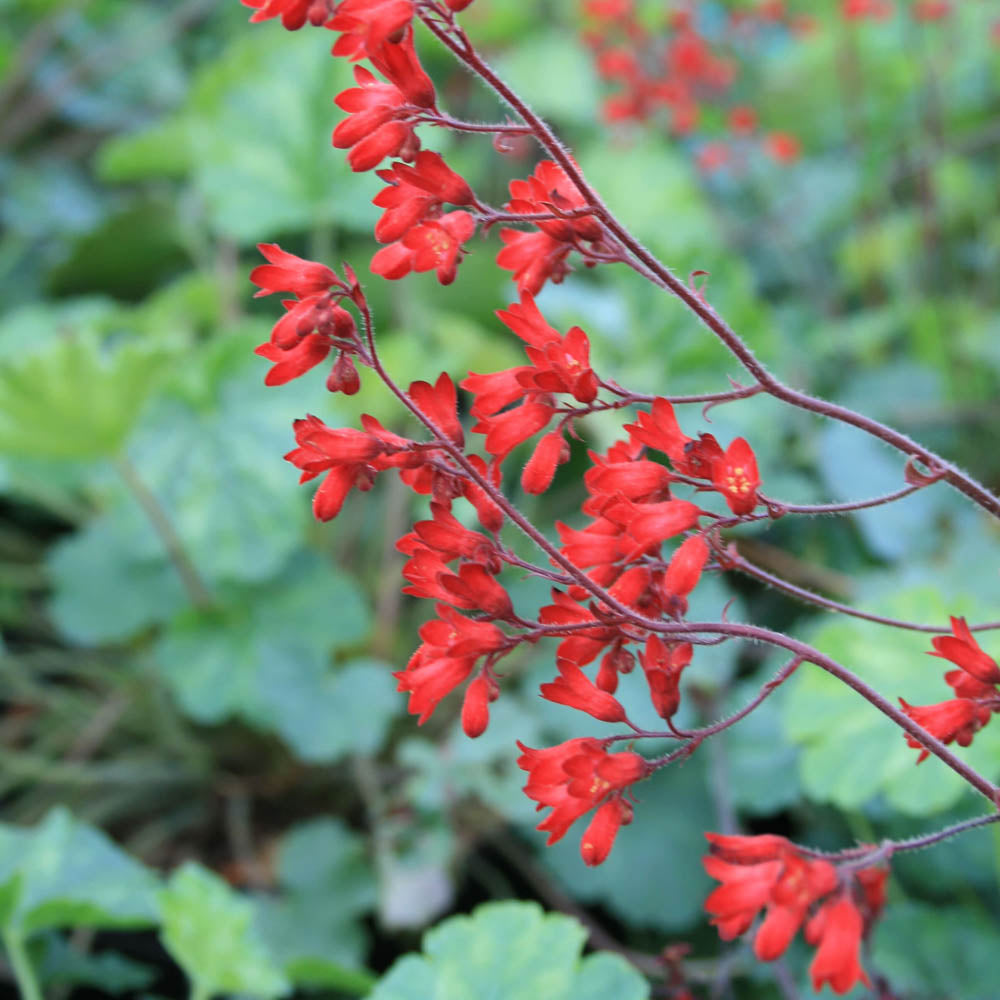 Heuchera Ruby Bells Coral Bells for sale | Rare Roots