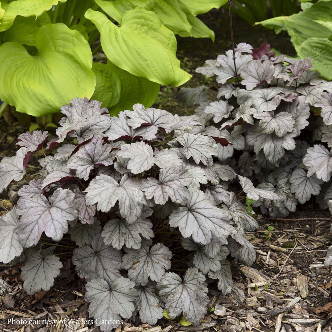 Heuchera 'Smoke and Mirrors' Coral Bells