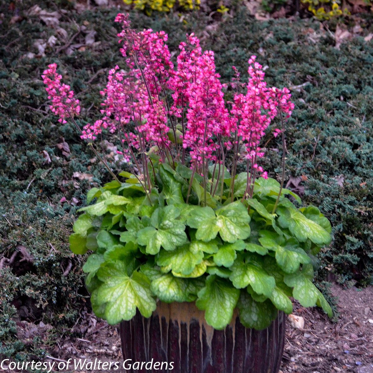 Heuchera 'Timeless Glow' Coral Bells