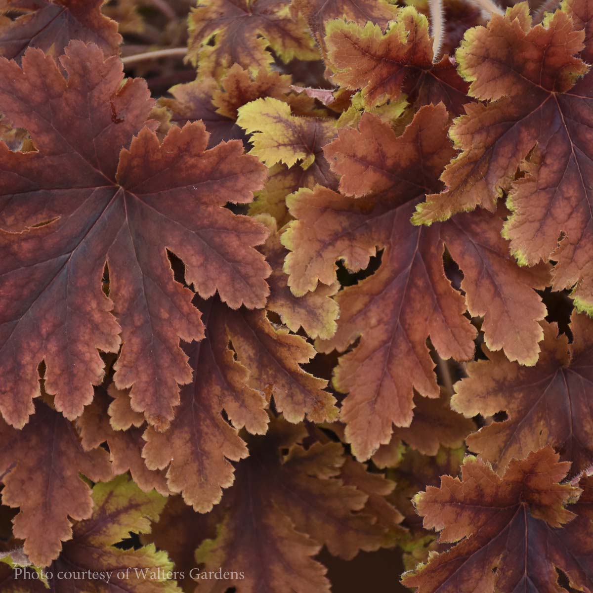 Heucherella 'Copper King' Foamy Bells