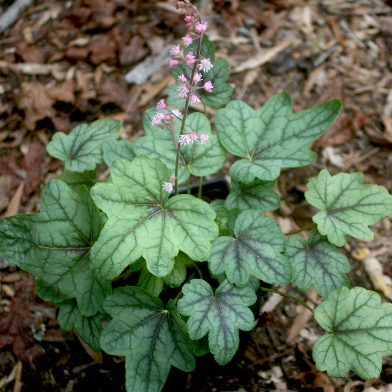 Heucherella 'Pink Fizz' Foamy Bells