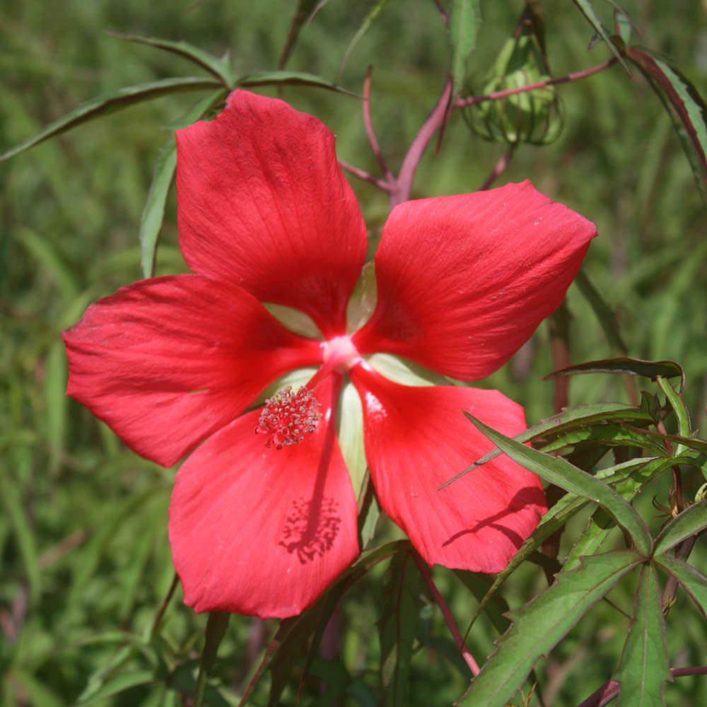 Hardy Hibiscus coccineus Texas Star