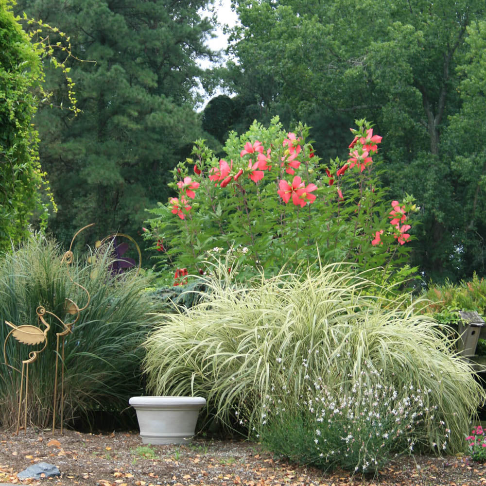 Hibiscus coccineus deals