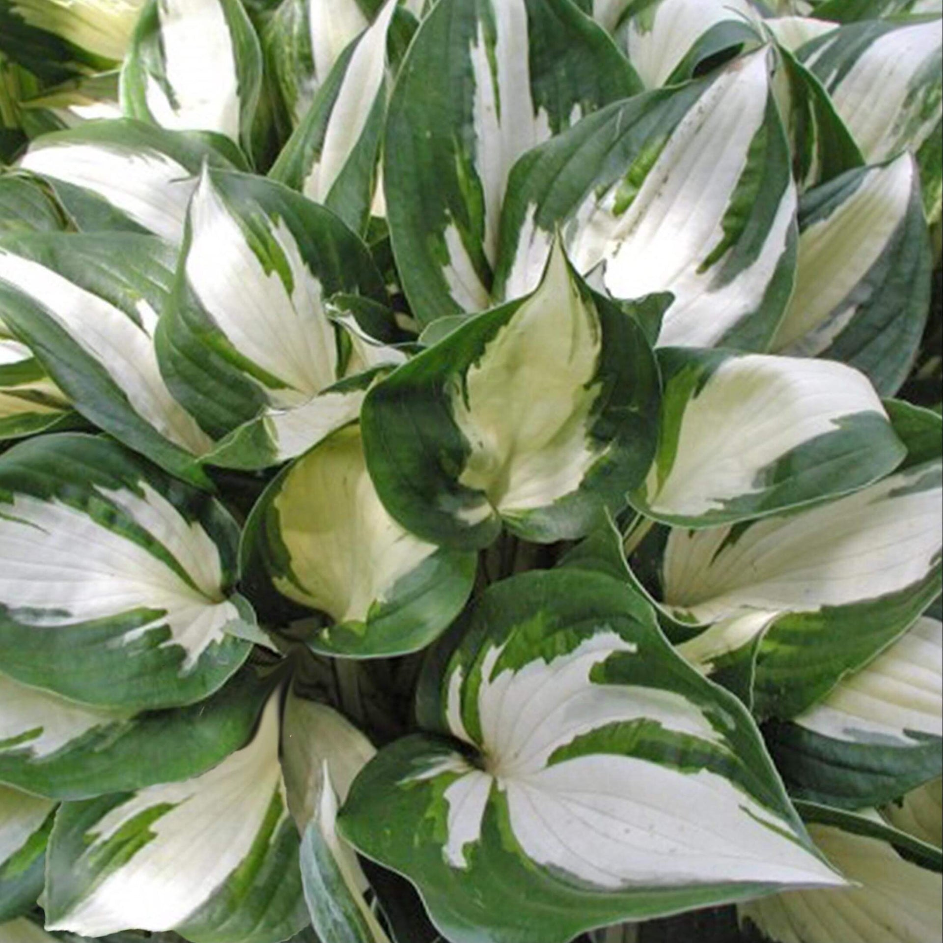 Hosta Fire and Ice Plantain Lily for sale