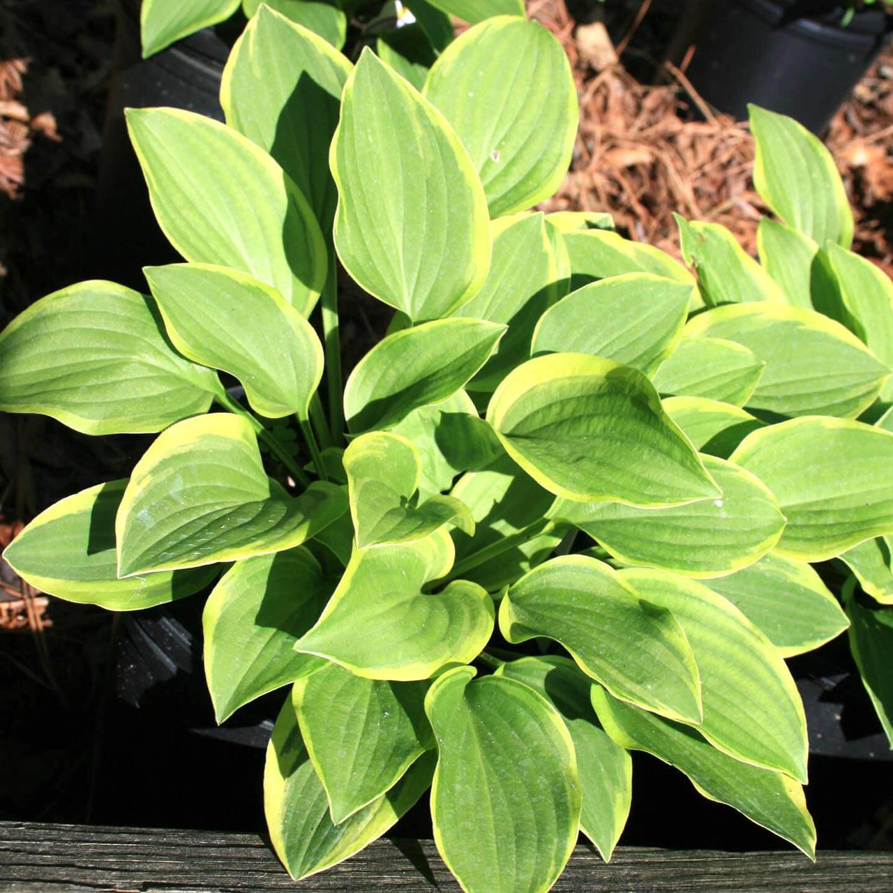 Hosta 'Golden Tiara' Plantain Lily