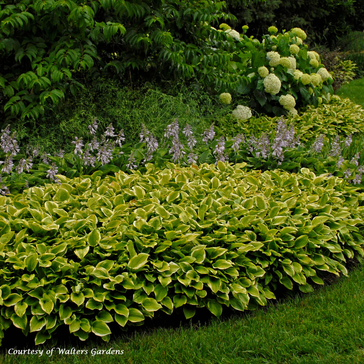 Hosta 'Golden Tiara' Plantain Lily