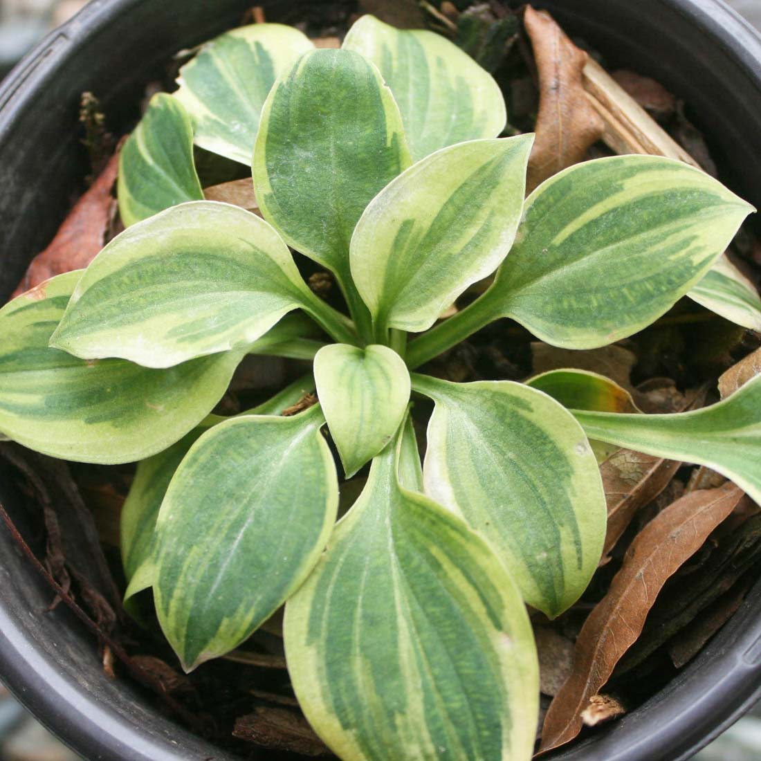 Hosta 'Hope' Plantain Lily