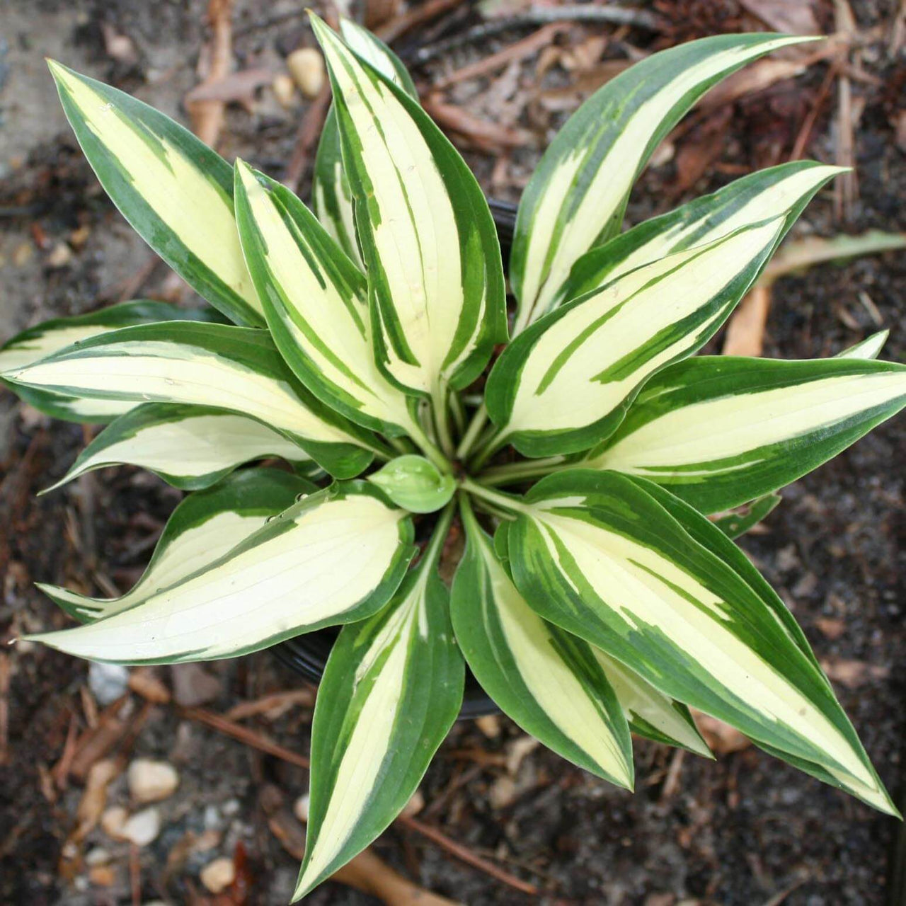 Hosta 'Moonstruck' Plantain Lily