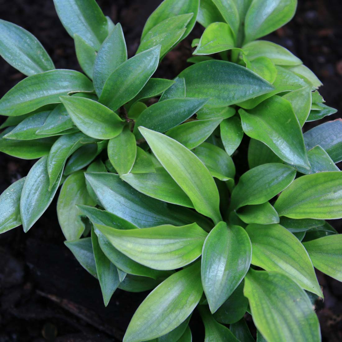 Hosta 'Plug Nickel' Plantain Lily