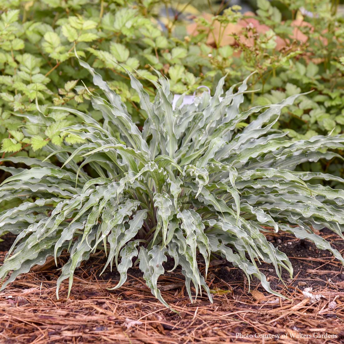 Hosta 'Silly String' Plantain Lily