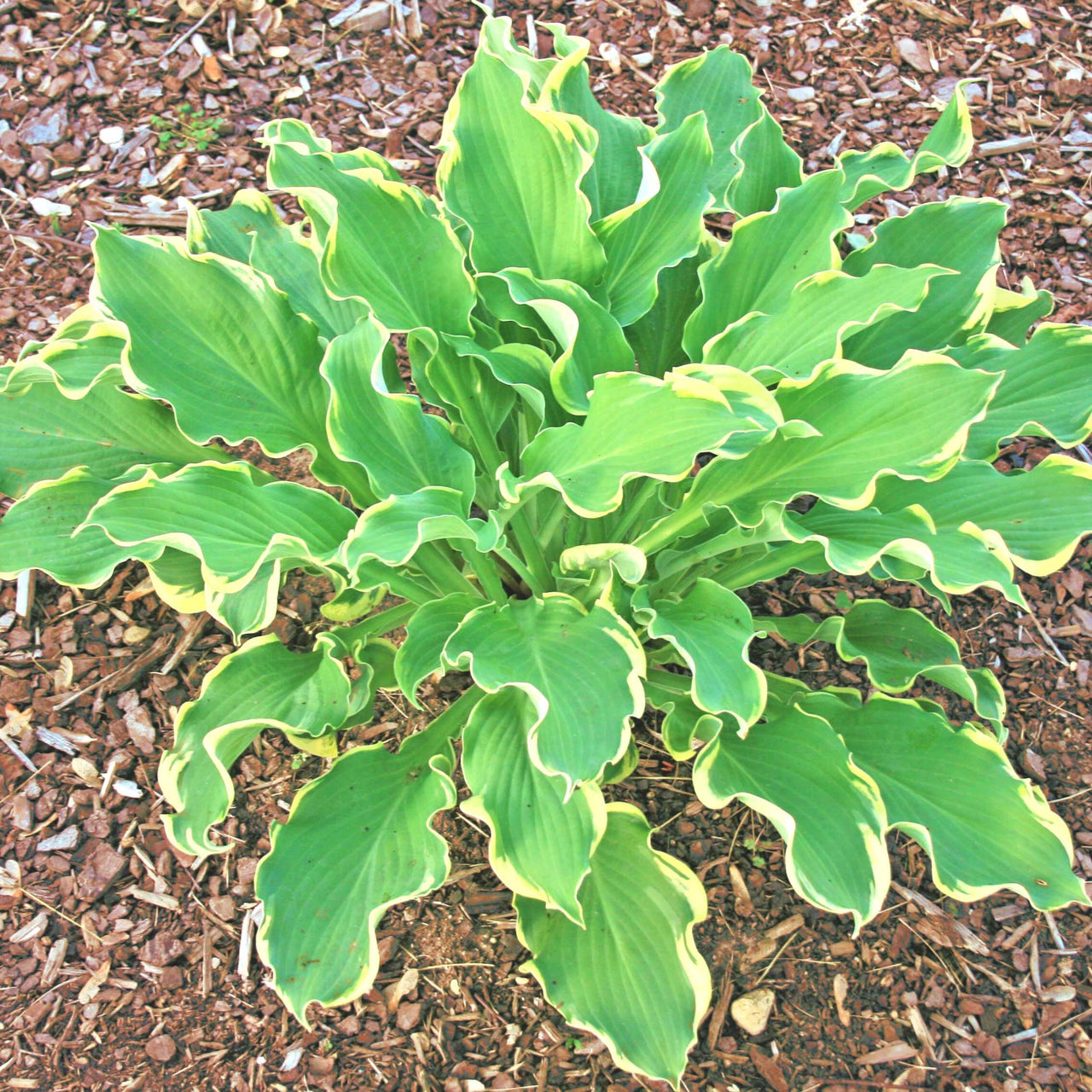 Hosta 'Wheee' Plantain Lily