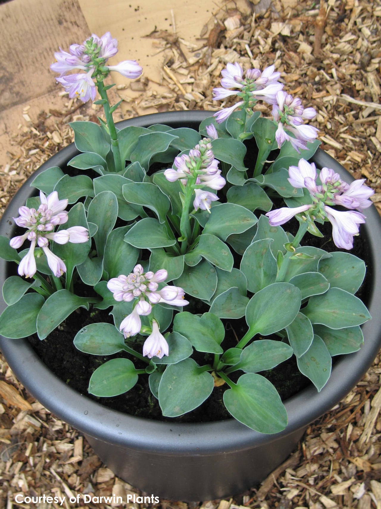 Hosta Blue Mouse Ears Plantain Lily for sale