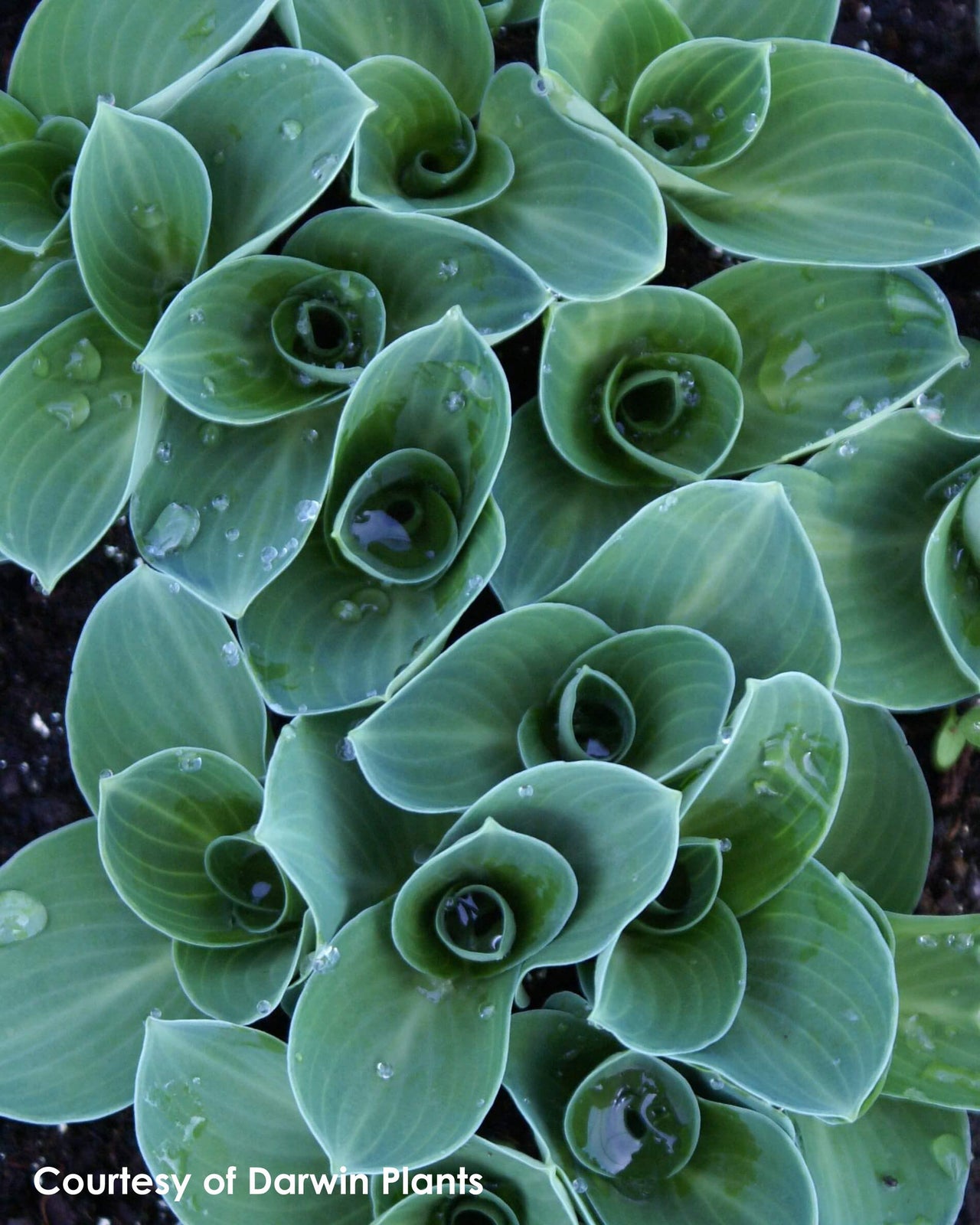 Hosta Blue Mouse Ears Plantain Lily for sale