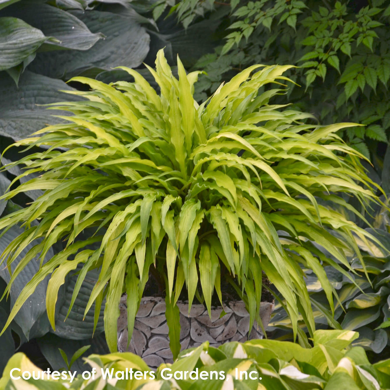 Hosta Curly Fries Plantain Lily for sale