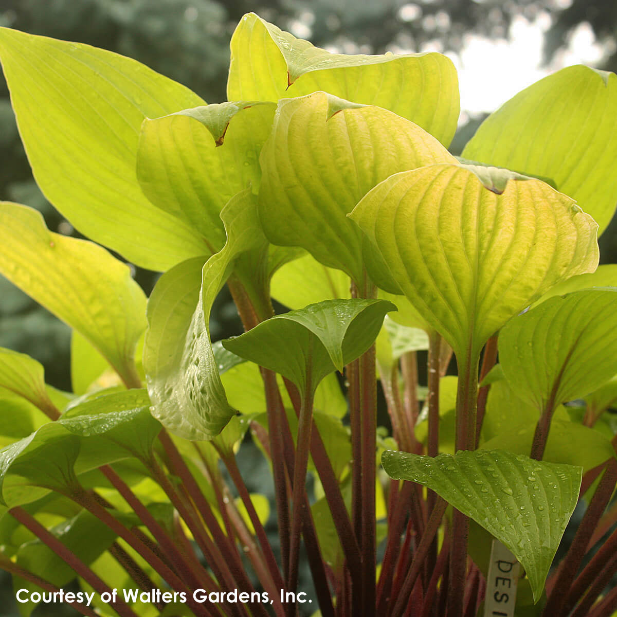 Hosta Designer Genes Plantain Lily for sale 